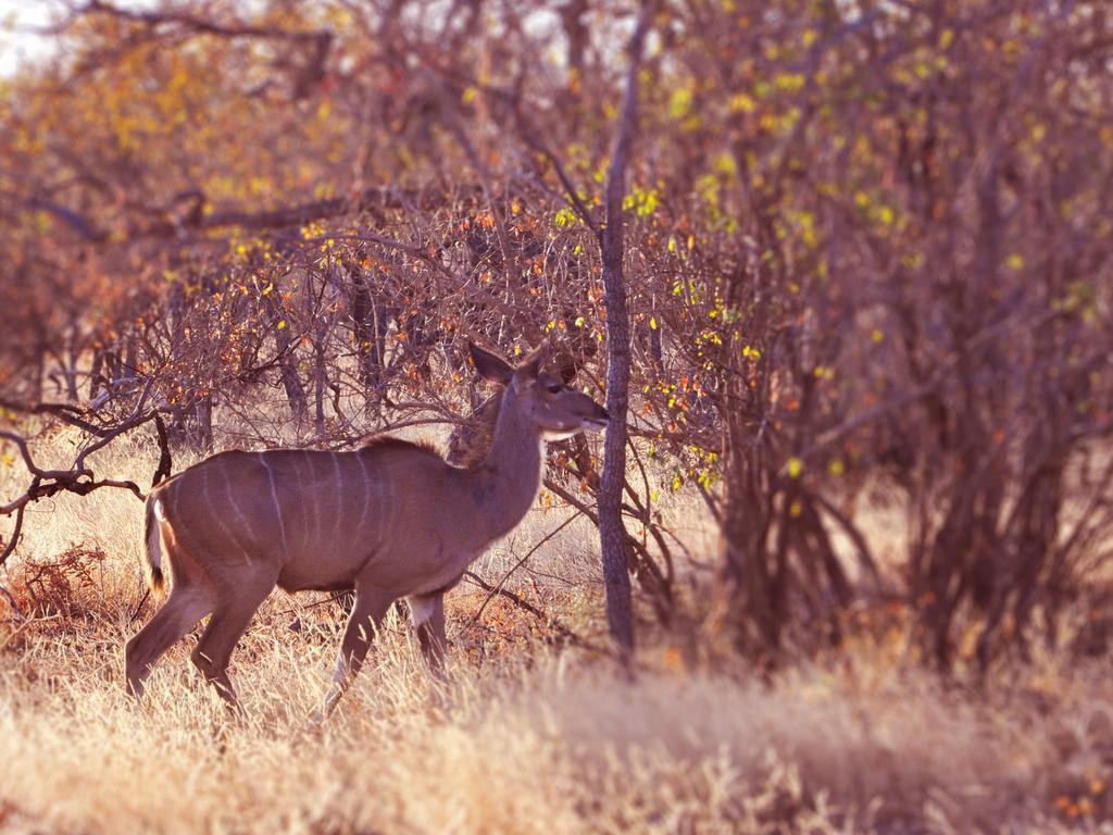 Dinkweng Safari Lodge The Waterberg Biosphere Eksteriør bilde